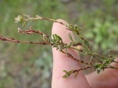 Polygonum aviculare