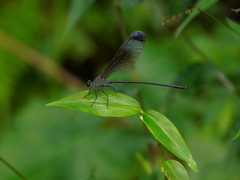 Psolodesmus mandarinus