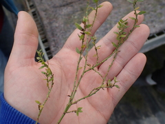 Polygonum aviculare