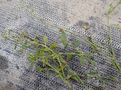 Polygonum aviculare