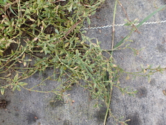 Polygonum aviculare