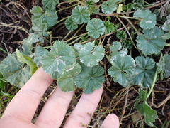 Malva
