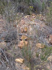 Senecio leptophyllus