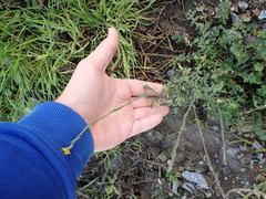Sisymbrium officinale