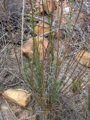 Senecio leptophyllus
