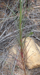 Senecio leptophyllus