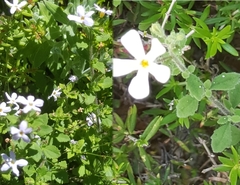 Chaenostoma hispidum