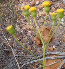 Senecio leptophyllus