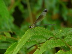 Psolodesmus mandarinus