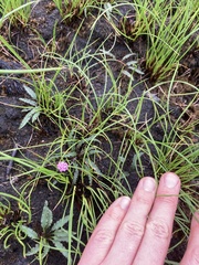 Drimiopsis
