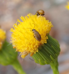 Senecio leptophyllus