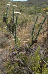 Syncarpha milleflora