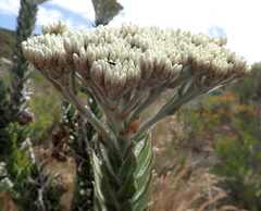 Syncarpha milleflora
