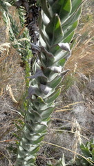 Syncarpha milleflora