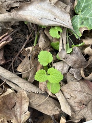 Lamium