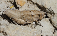 Paranocarodes brevipes