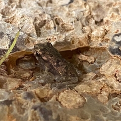 Rhinella