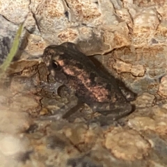 Rhinella