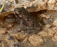Rhinella
