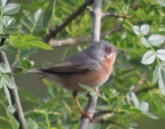Curruca iberiae