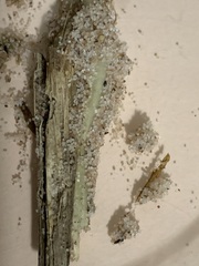 Mycena griseoviridis