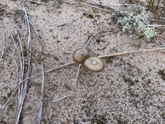 Mycena griseoviridis