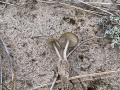 Mycena griseoviridis