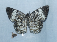 Amblychia hymenaria