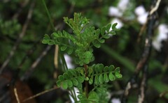 Boronia microphylla