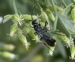 Episyron conterminus