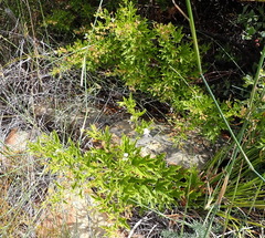 Pelargonium ribifolium