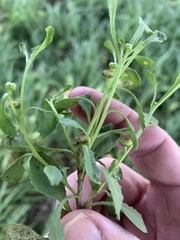 Sphaeromorphaea australis