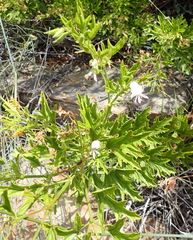 Pelargonium ribifolium