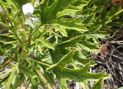 Pelargonium ribifolium