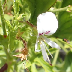 Pelargonium ribifolium