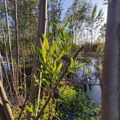 Tessaria integrifolia