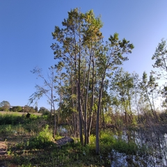 Tessaria integrifolia