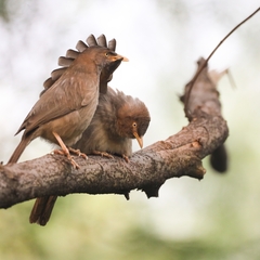 Argya striata
