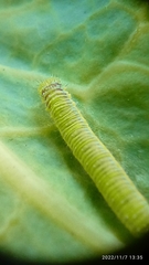 Leptophobia