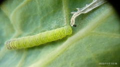 Leptophobia