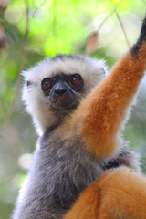 Propithecus diadema