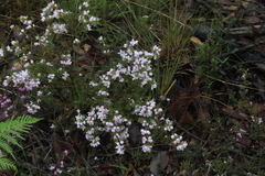 Boronia microphylla