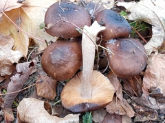 Lyophyllum decastes