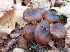 Lyophyllum decastes