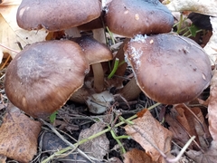 Lyophyllum decastes