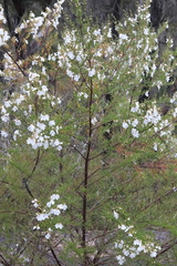 Prostanthera nivea