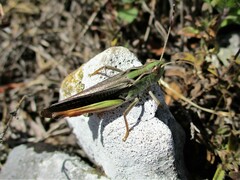 Stenobothrus rubicundulus