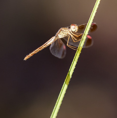 Neurothemis stigmatizans