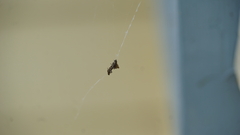 Philoponella congregabilis