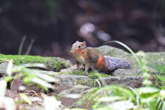 Dremomys pyrrhomerus